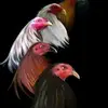 Loreto 🐓🐔 - @loretohernandez07 - TikTok