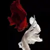 Loreto Perez - @loreto.perez66 - TikTok