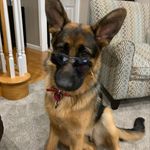 Loretta Acosta - @cholita_german_sheppard - Instagram