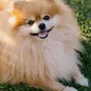 dario.anna - @loretta.ali.63584 - TikTok
