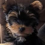 Loretta Arrington - @lorettaarrington - Instagram