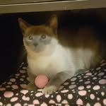 Loretta Louey Bear - @lorettalynncat - Instagram