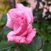 Loretta Babolin - Facebook