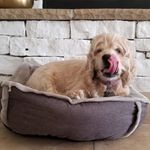 Loretta - @lorettathecockerincanada - Instagram