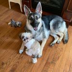 Loretta Cleary - @pepperandcookiebestfriends - Instagram