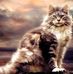 Loretta Cyr - Facebook