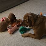 Loretta Davies - @lulu_beaglier_daisy_cockalier - Instagram