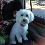 Loretta Doherty Poland - @lorettapoland - Instagram