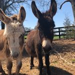 Dolly & Loretta - @lorettaanddolly - Instagram
