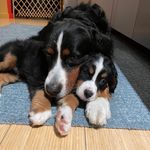 Dolly & Loretta - @dollyandloretta - Instagram