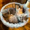 Dolly, Patsy, & Loretta - @dolly.patsy.loretta - TikTok