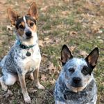 Loretta & Dolly - @loretta_and_dollytheheelers - Instagram