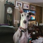 Loretta Embry - @2dogletts.4cats - Instagram