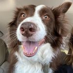 Loretta Gerber Riddles - @dacsgma - Instagram