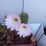 Loreta Clauser - Facebook