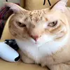 mrpoop - @lottaherbs - TikTok