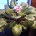 Loretta Howell - Facebook