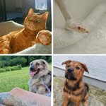Loreta, Nala, Kobe & Isaac - @loretanalakobe - Instagram