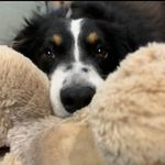 Loretta Jean - @thetopdogmom - Instagram