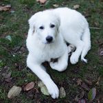 Loretta Jean the adventure pup - @lorettajeanstocks - Instagram