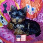 Loretta Lynn Keller - @starborn.yorkies23 - Instagram