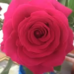 Loretta Klein - @lioness_of_judah_arising_2021_ - Instagram