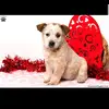 Loretta.Lemon2 - @loretta.lemon2 - TikTok