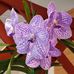 Loretta Li - Facebook