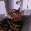 Loretta Luke - @loretta.luke5 - TikTok