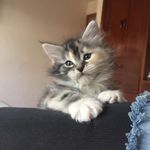 Loretta_mainecoon - @loretta_mainecoon - Instagram