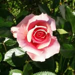 Loretta Manning Langston - @manningloretta - Instagram