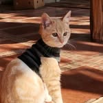 𝗟𝗼𝗿𝗲𝘁𝘁𝗮 𝗠𝗮𝗿𝗶𝘀 𝗗𝗶𝗮𝘇 𝗗𝗲 𝗠𝗼𝗹𝗶𝗻𝗮🐱💛 - @loretta_dz - Instagram