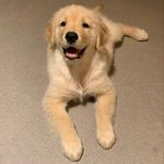 Loretta Martin - @loretta.martin.golden - Instagram