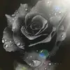 Loretta Martinez - @steelroze - TikTok