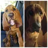 Loretta Mason - @coopermybloodhound - TikTok