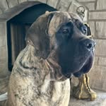Loretta Lynn the English Mastiff - @loretta_englishmastiff - Instagram