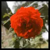 Loretta_May - @loretta_may4 - TikTok