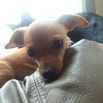 cute dogs and cats - @lorettamccray502 - Instagram