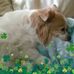 Loretta McMahon - Facebook