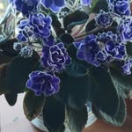 Loretta Nolan - @retz.260 - Instagram