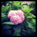 Loretta Olsen - @topshola - Instagram