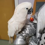Loretta's Parrot Sanctuary - @lorettas_parrot_sanctuary - Instagram