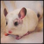Loretta Plummer - @rodeopuffclassy - Instagram