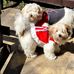 Gisela Lorena Orellana Prosser - Facebook