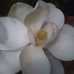 Loretta Sullivan Randolph - @bitzycat - Instagram