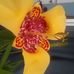 Loretta Sapp - Facebook