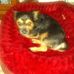 Loretta Shaffer - Facebook