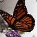 Loretta Sherman - Facebook