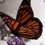 Loretta Sherman - @pixiedust1040 - Instagram