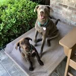 @loretta_and_shiner_lab_sisters - Instagram